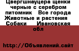 Цвергшнауцера щенки черные с серебром питомник - Все города Животные и растения » Собаки   . Ивановская обл.